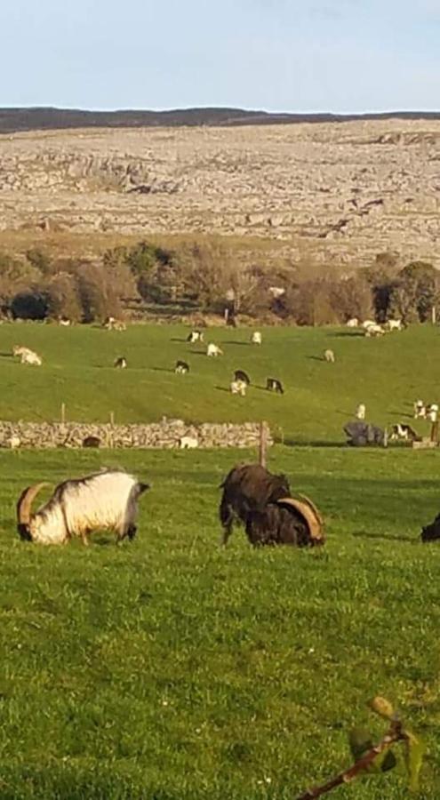 Burren Rock Farmhouse B&B Turlough  ภายนอก รูปภาพ